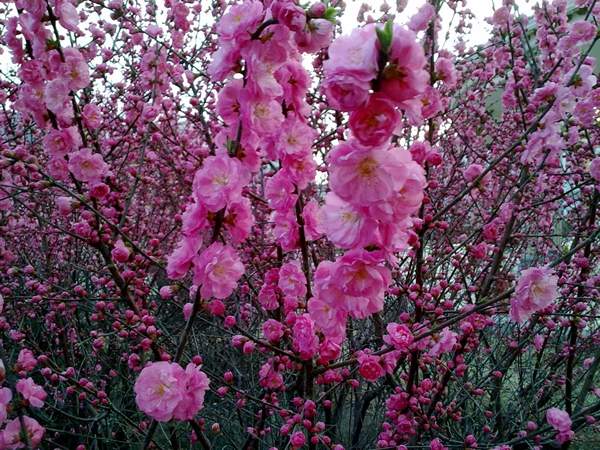 沭陽(yáng)榆葉梅規(guī)格