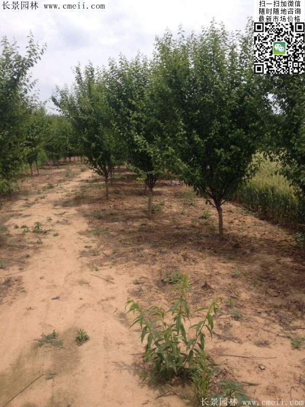 沭陽(yáng)榆葉梅規(guī)格