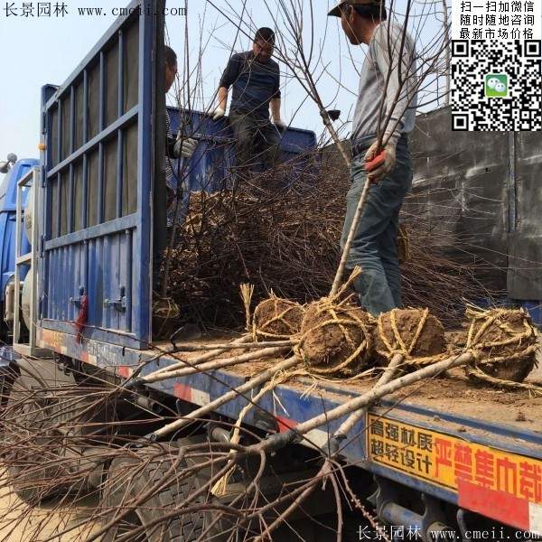 沭陽(yáng)榆葉梅規(guī)格