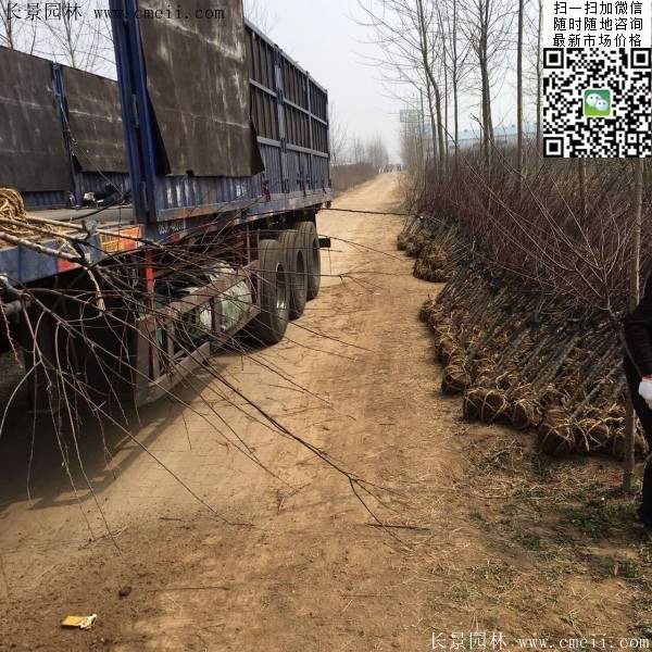 沭陽(yáng)榆葉梅規(guī)格