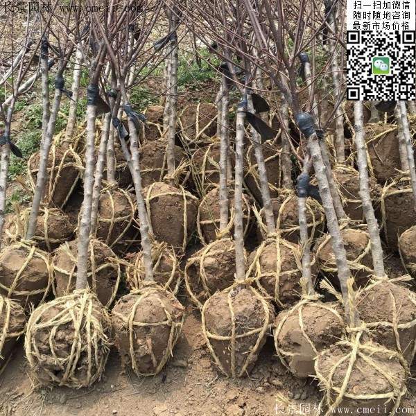 沭陽(yáng)榆葉梅規(guī)格