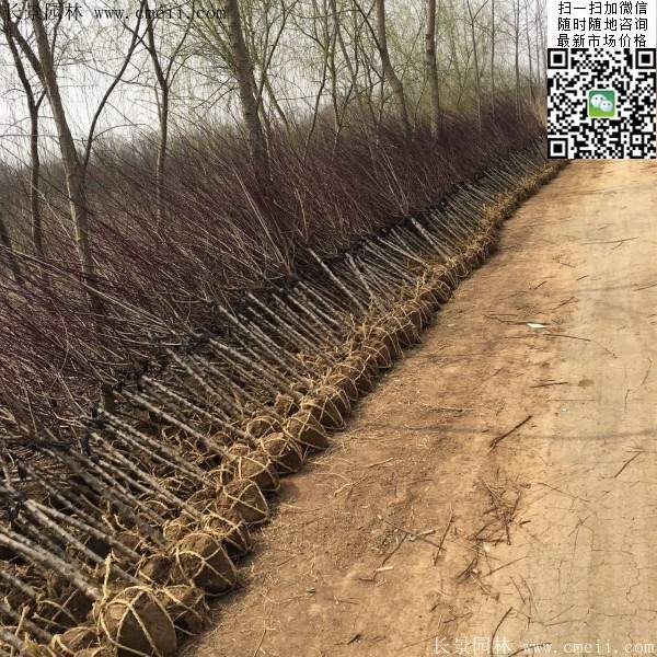 沭陽(yáng)榆葉梅規(guī)格