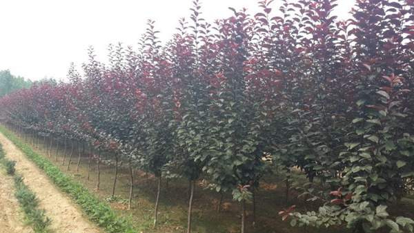 紫葉李規格 紫葉李規格