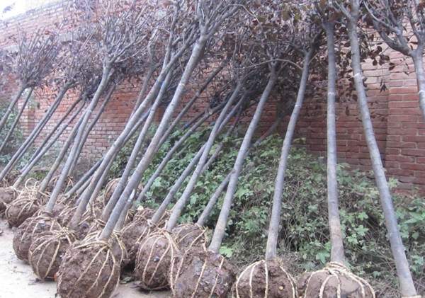 紫葉李規格 紫葉李規格