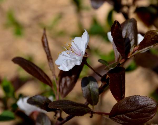 沭陽紫葉李 沭陽紫葉李
