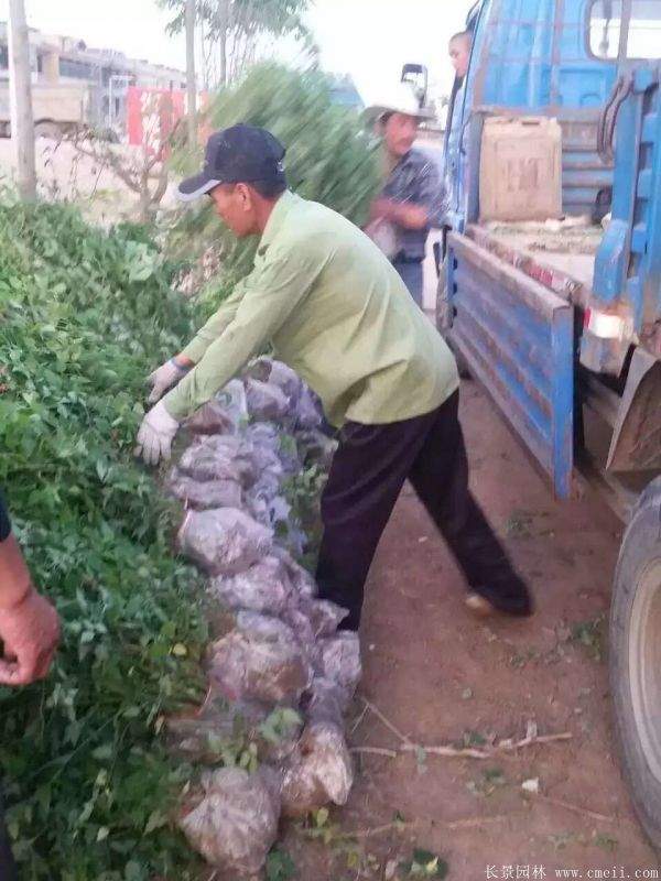 江蘇棣棠花價(jià)格