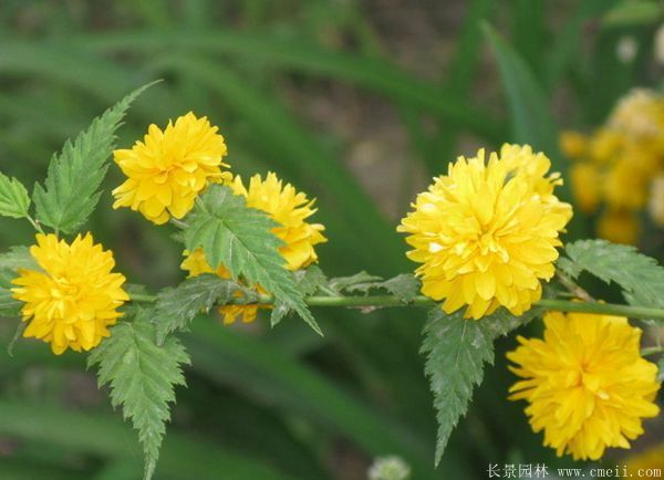 沭陽(yáng)單重瓣棣棠花價(jià)格