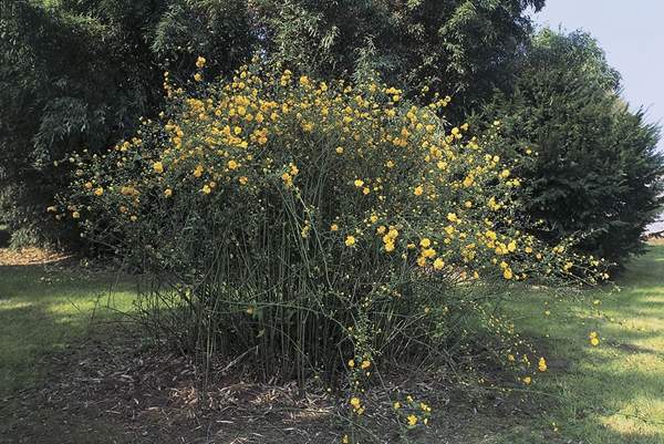 2016沭陽的棣棠價格