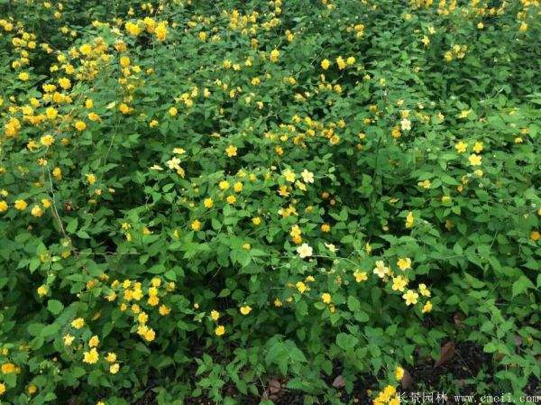 優質精品棣棠花