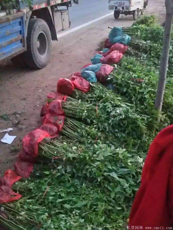 優質精品棣棠花