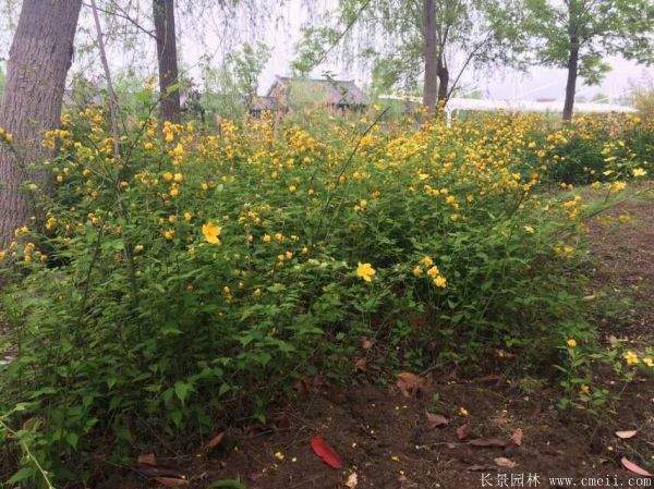 優質精品棣棠花