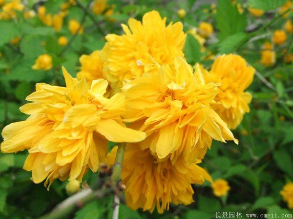 沭陽(yáng)棣棠花