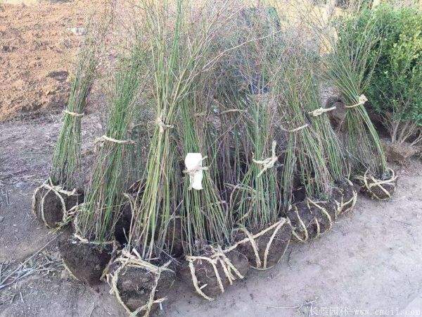 沭陽(yáng)棣棠花