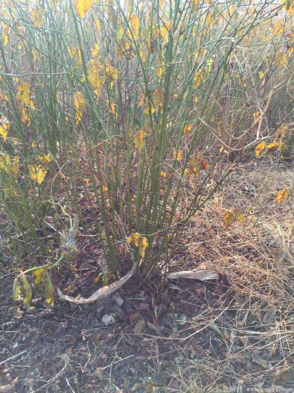 沭陽(yáng)棣棠花