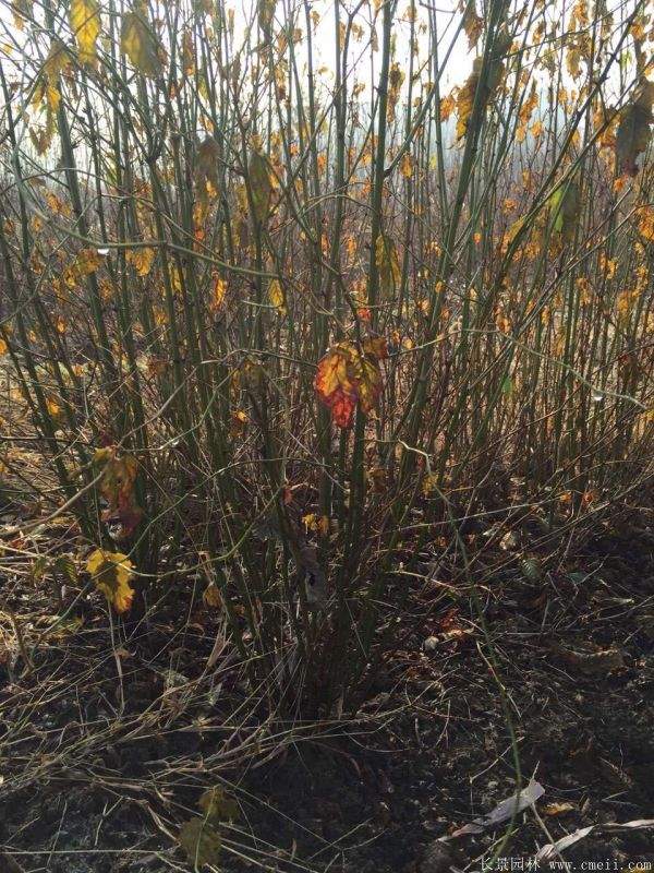 沭陽(yáng)棣棠花