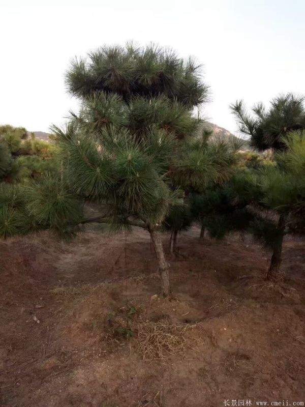 2016沭陽黑松樹的規格 2016沭陽黑松樹的規格