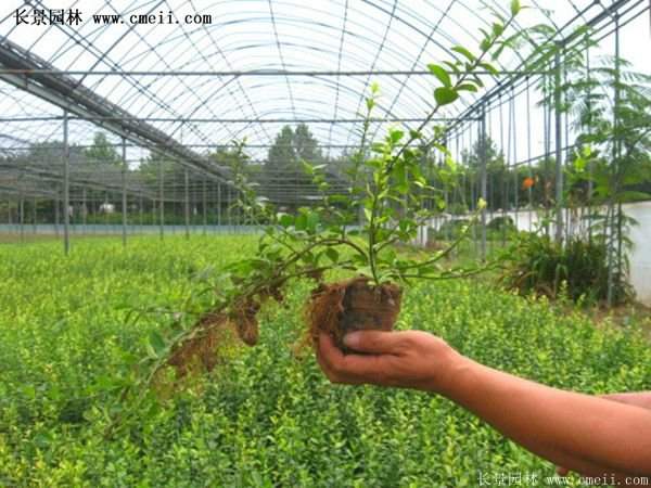 沭陽(yáng)扶芳藤