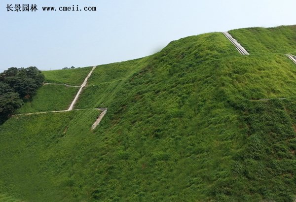 沭陽(yáng)扶芳藤
