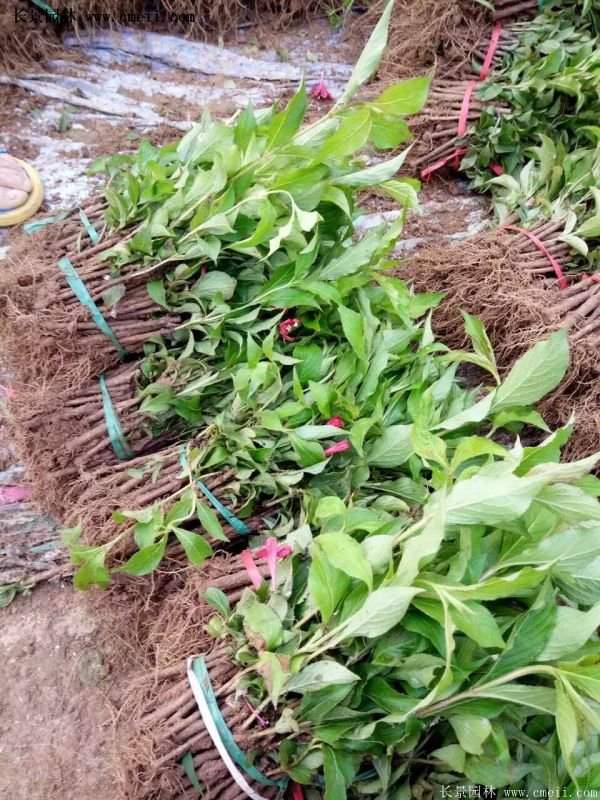 紅王子錦帶規格