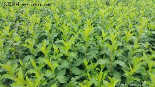 紅王子錦帶規格