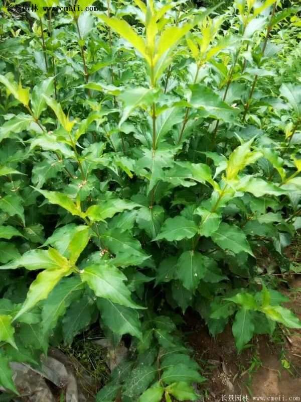 沭陽(yáng)“三省”的紅王子錦帶花的價(jià)格表