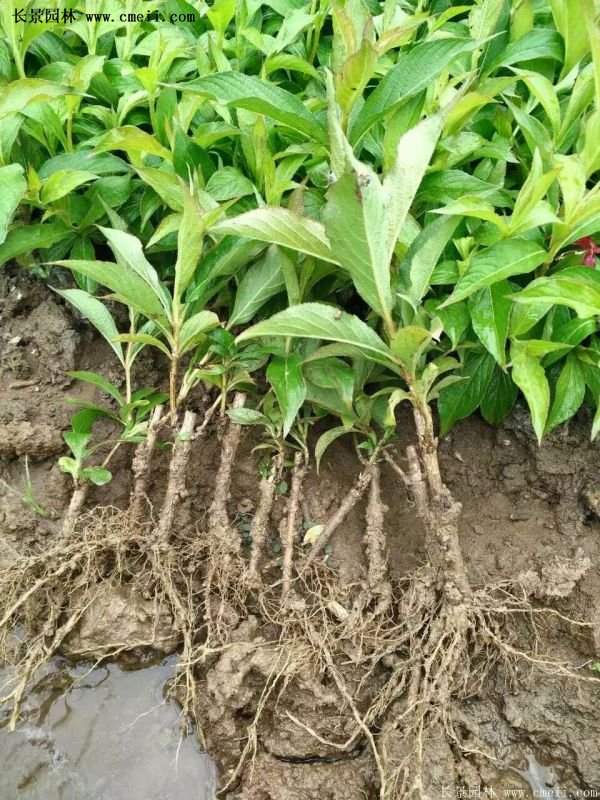 沭陽(yáng)“三省”的紅王子錦帶花的價(jià)格表