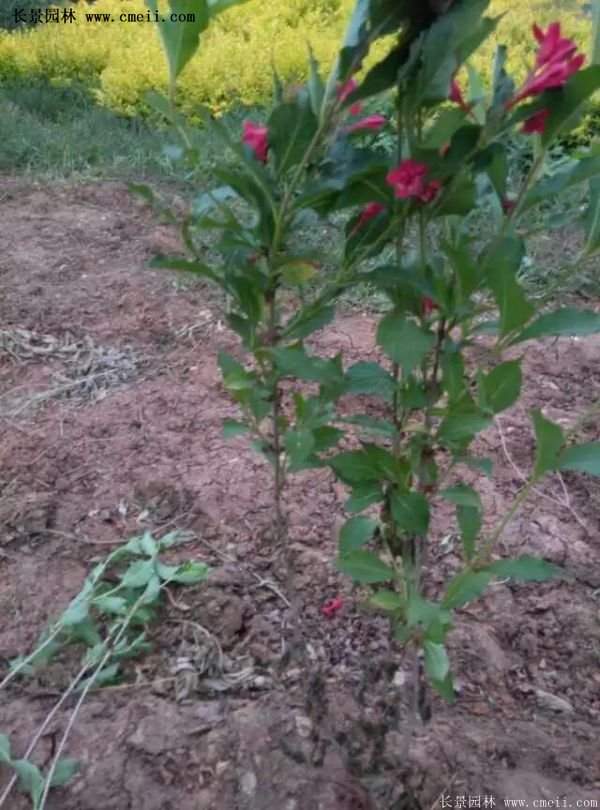 沭陽(yáng)“三省”的紅王子錦帶花的價(jià)格表