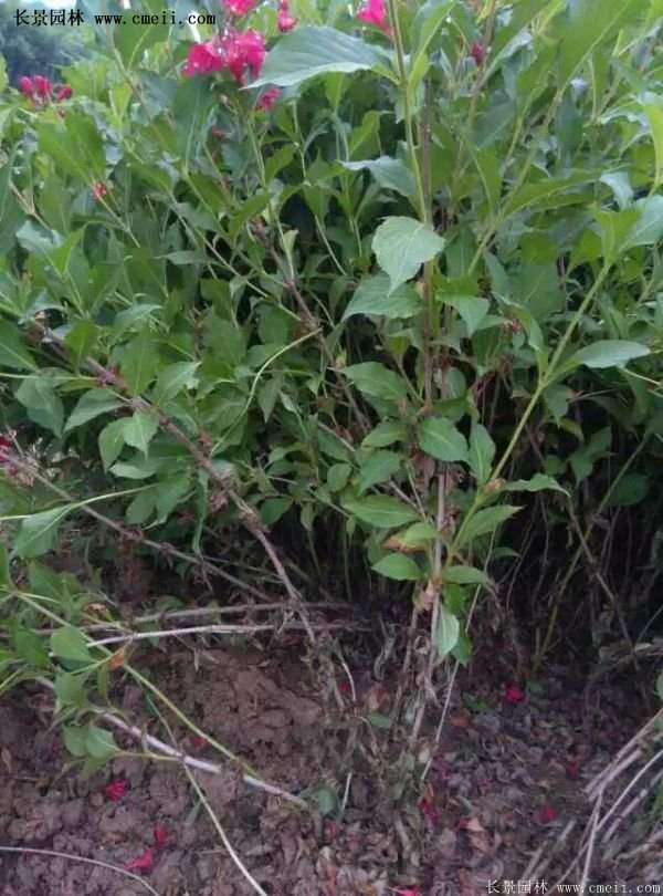 沭陽(yáng)“三省”的紅王子錦帶花的價(jià)格表