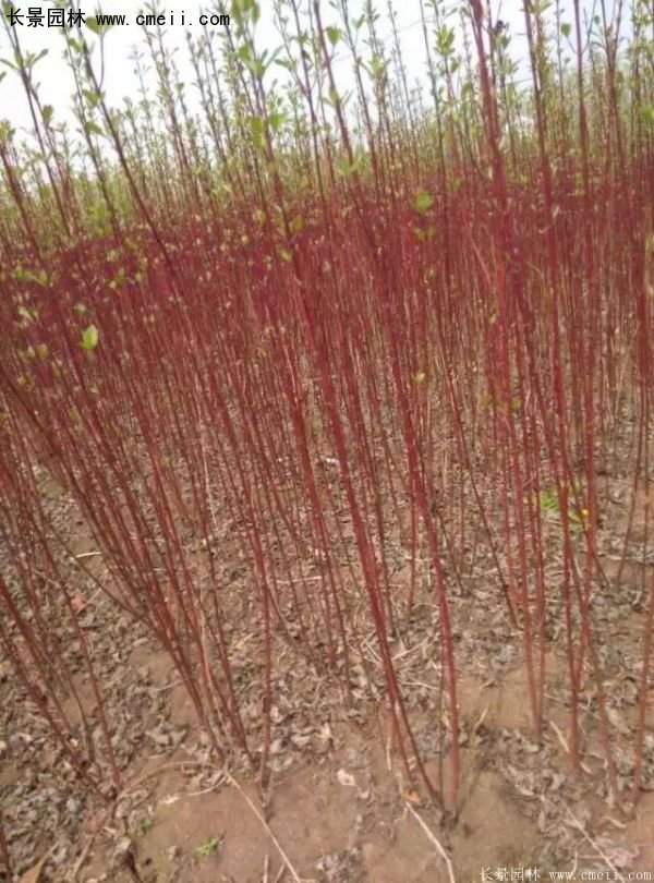 沭陽紅瑞木價格