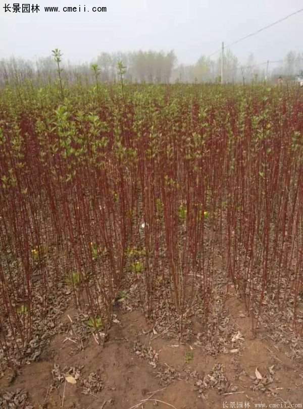 沭陽紅瑞木價格