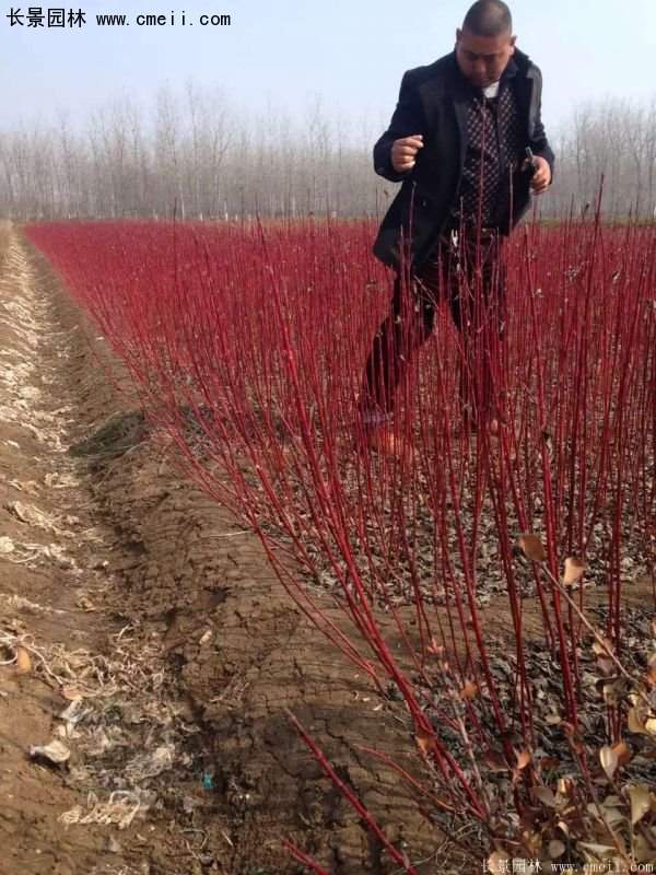 紅瑞木規(guī)格