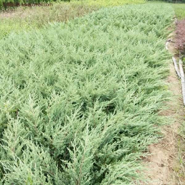 沭陽地柏苗 沭陽地柏苗