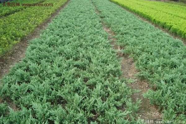 沭陽地柏的優(yōu)勢