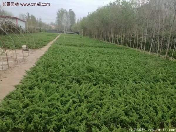 沭陽(yáng)的地柏基地