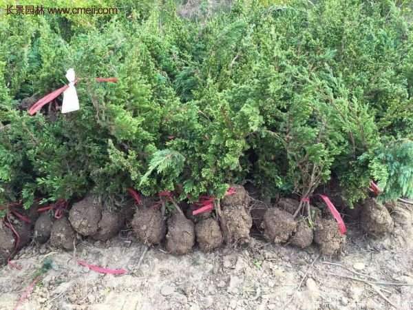 沭陽(yáng)的地柏基地