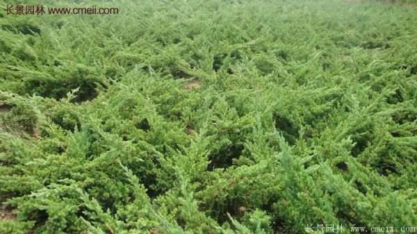 沭陽(yáng)的地柏基地