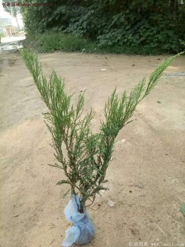 沭陽沙地柏基地 沭陽沙地柏基地