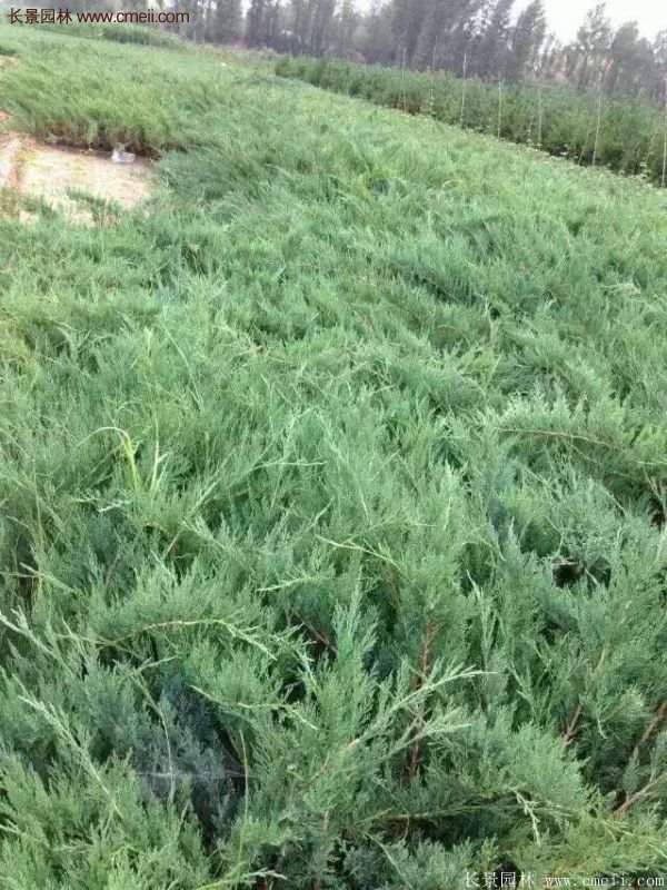 沭陽沙地柏基地 沭陽沙地柏基地