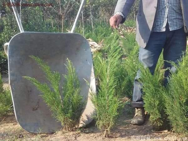 沙地柏的行情 沙地柏的行情