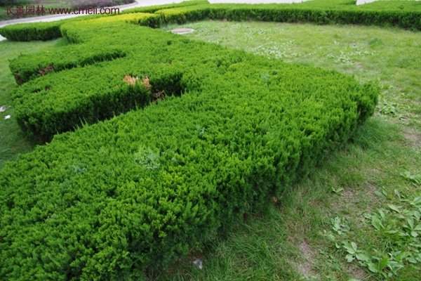 沙地柏的行情 沙地柏的行情