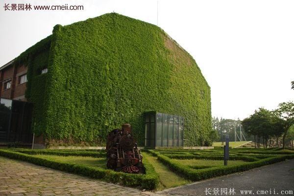 爬山虎都能種植在哪些地方？