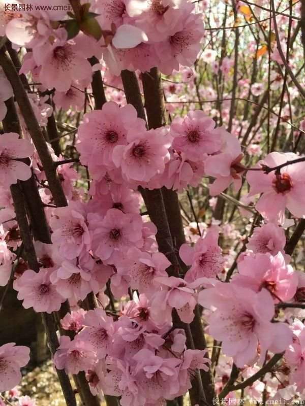 美人梅的種植養(yǎng)護方法以及注意事項