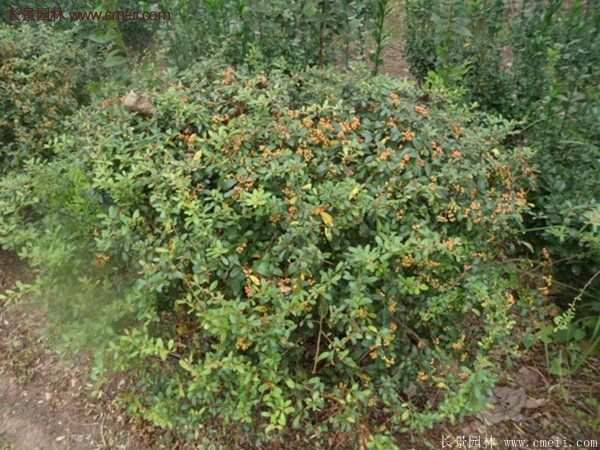 沭陽火棘苗 沭陽火棘苗