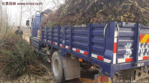 沭陽(yáng)火棘基地 沭陽(yáng)火棘基地