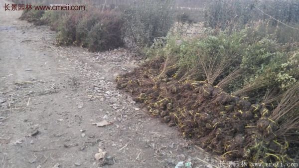 沭陽(yáng)火棘基地 沭陽(yáng)火棘基地