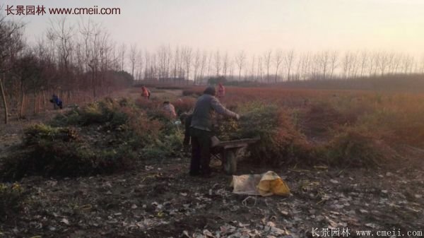 沭陽(yáng)火棘基地 沭陽(yáng)火棘基地
