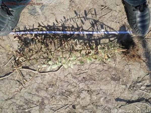 沭陽(yáng)火棘基地 沭陽(yáng)火棘基地