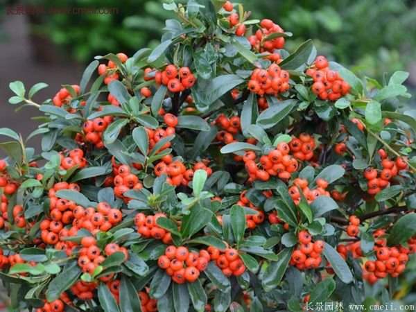 優(yōu)質(zhì)火棘苗 優(yōu)質(zhì)火棘苗