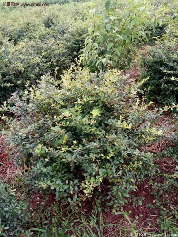 沭陽火棘的標(biāo)準(zhǔn) 沭陽火棘的標(biāo)準(zhǔn)