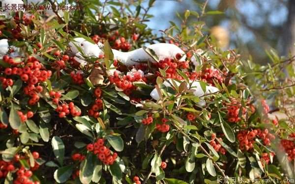 沭陽火棘的標(biāo)準(zhǔn) 沭陽火棘的標(biāo)準(zhǔn)